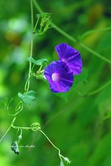IMG_1950.JPG