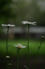 DE0B9CE8-9A5E-4128-B077-B51BF3D5D52C/L0/001