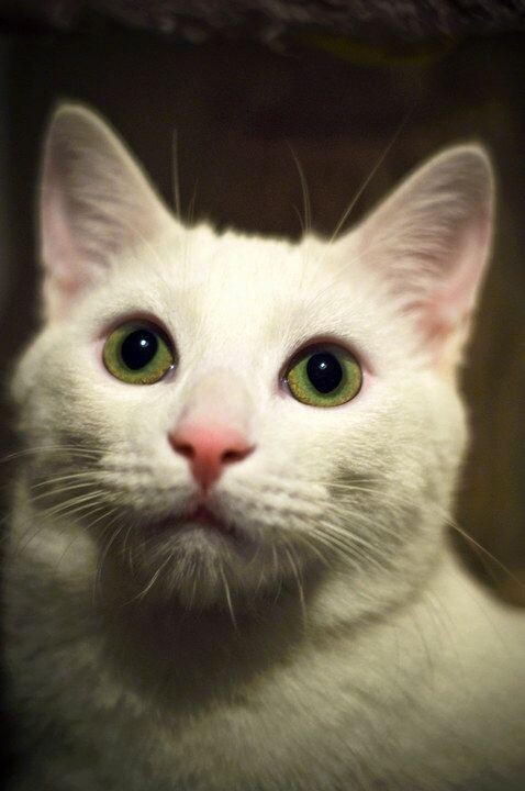 猫头2<br />
