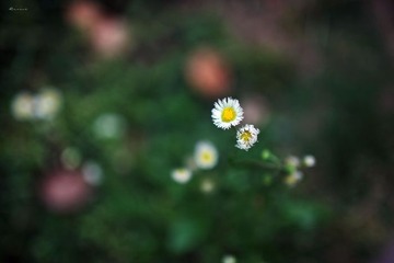 小花