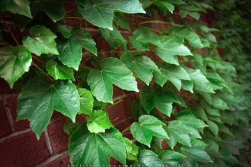 DSCF1576-64.jpg
