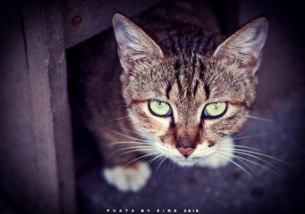 lonely1