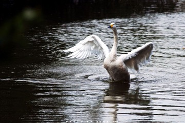 DSC03884A