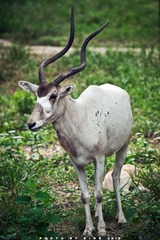 DSC03982A