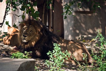 DSC04054A