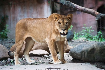 DSC04059A