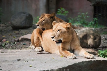 DSC04061A
