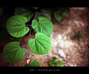 Green, Light, Hope