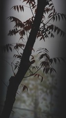 D1646C24-C733-45D6-976B-71F1A9661523/L0/001