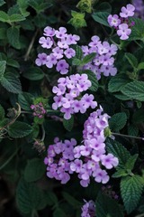 132A58DA-90B8-4762-A01D-0E19F56F40E4/L0/001