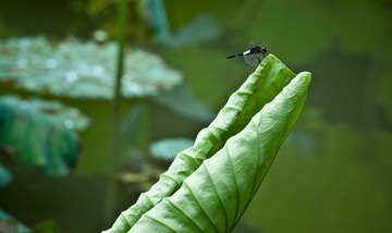 _DSC6064-10.JPG