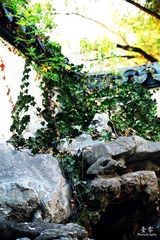 IMG_1165.jpg