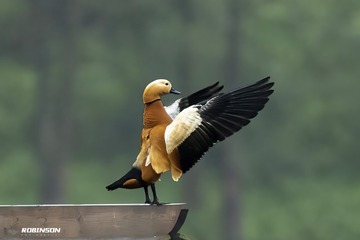 21155