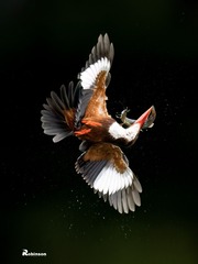 35266