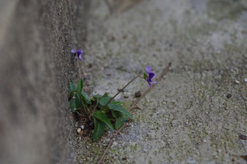 IMGP7553.JPG