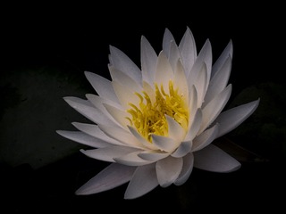 1000014686