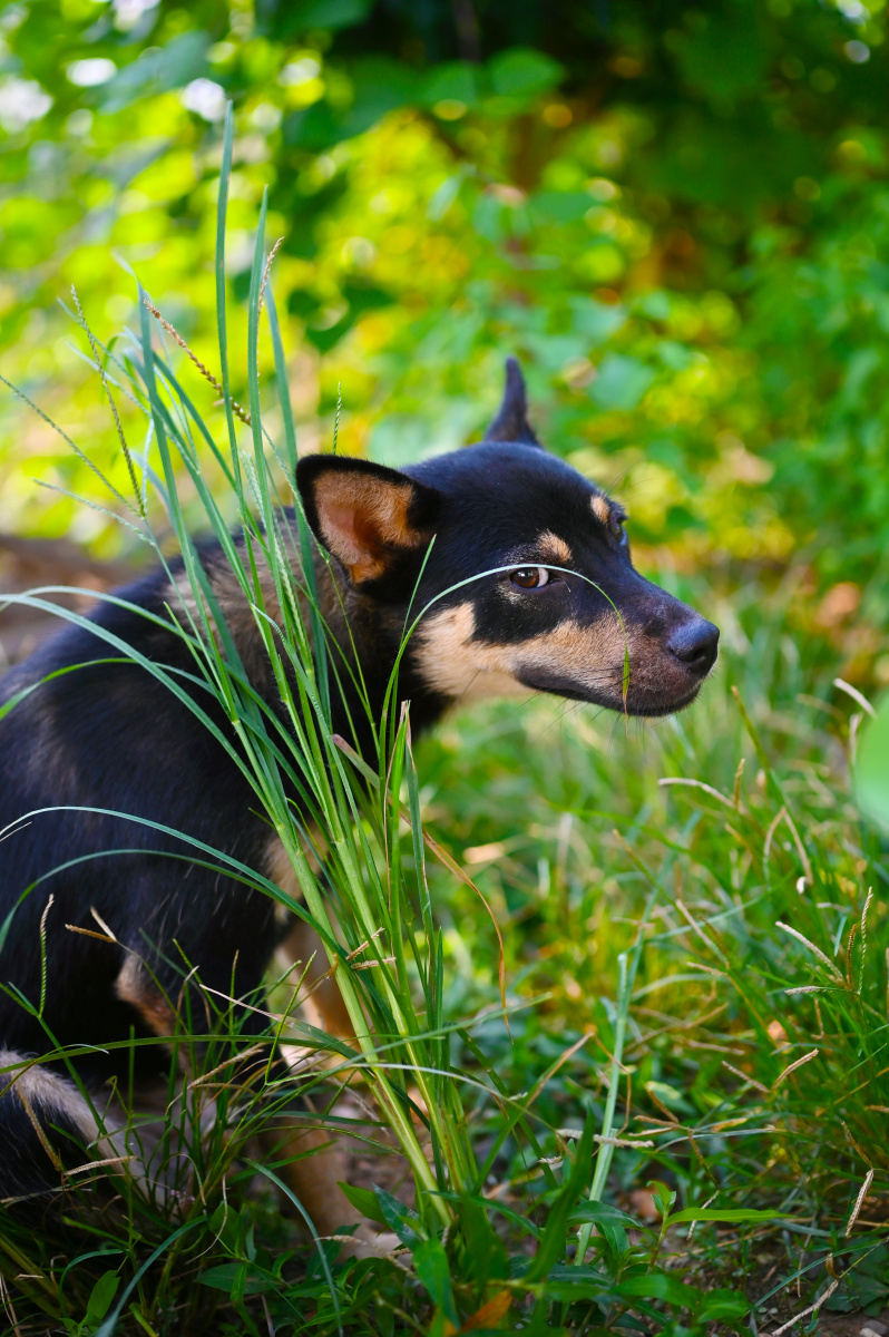 摄影作品 "丛林中的小黑狗"