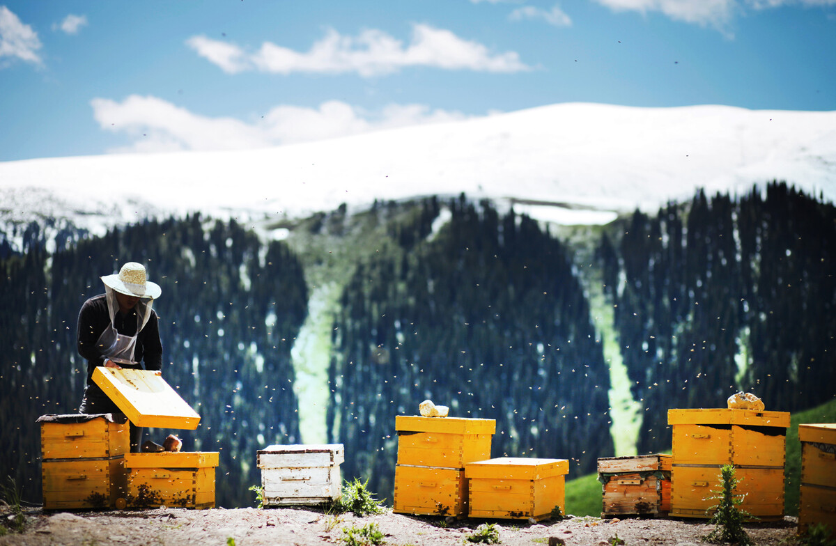 色彩新疆<br />
巴音布鲁克，高山的养蜂人