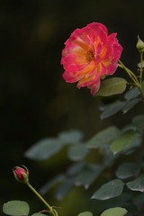 DD6978A9-CF4B-4A20-AE80-621A8EDDF14E/L0/001