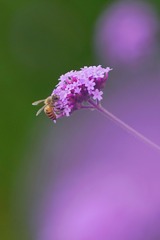 00913C2A-BB6E-45A7-830E-C6B53DCEED4B/L0/001