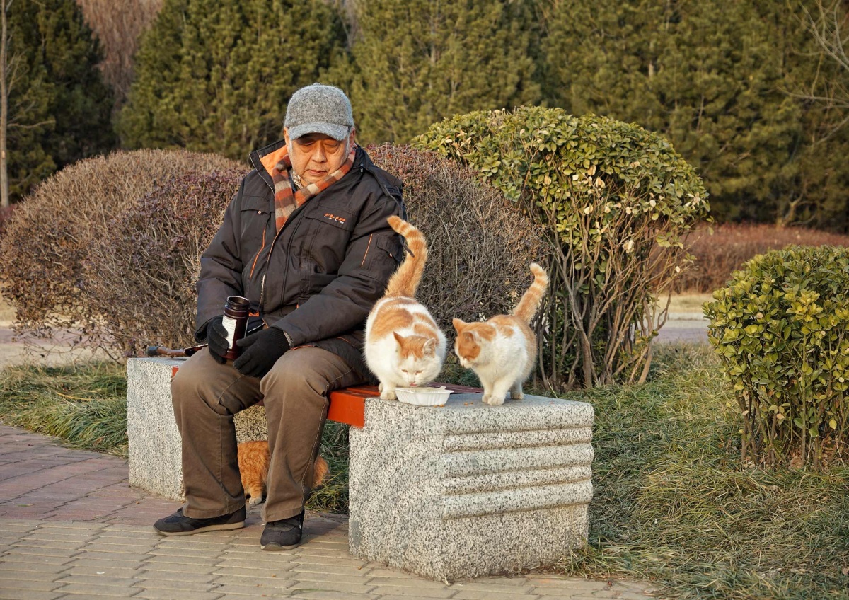 老人与流浪猫