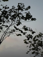 B24549C6-7AAD-4F46-88DE-05403524FCFE/L0/001