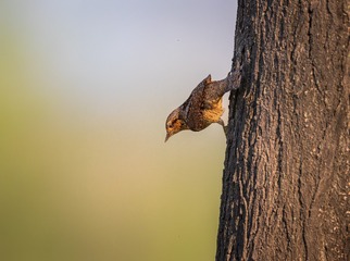 5907