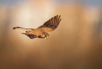 4713
