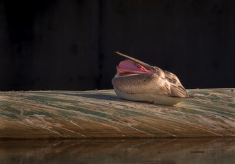 7167