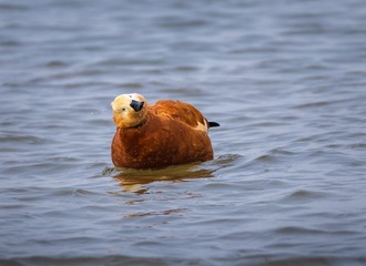 6658
