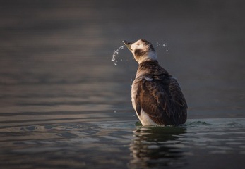 4908