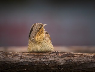 6710