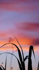 2C2074CB-DFC4-4066-89C6-5D8D8F01D507/L0/001