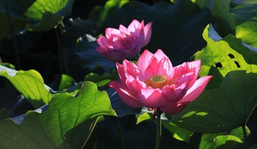 映日荷花.JPG