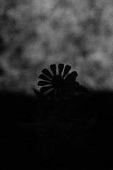 5C4B054A-49A1-48CA-BEF1-C6C48679C71D/L0/001
