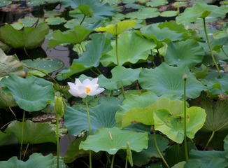 F41CC6D2-8B51-4D50-9C6D-C961BE6232FD/L0/001