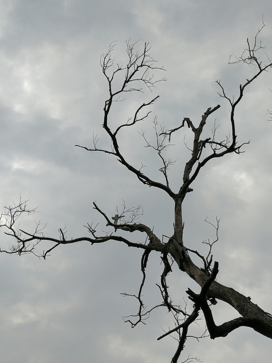 枯树
