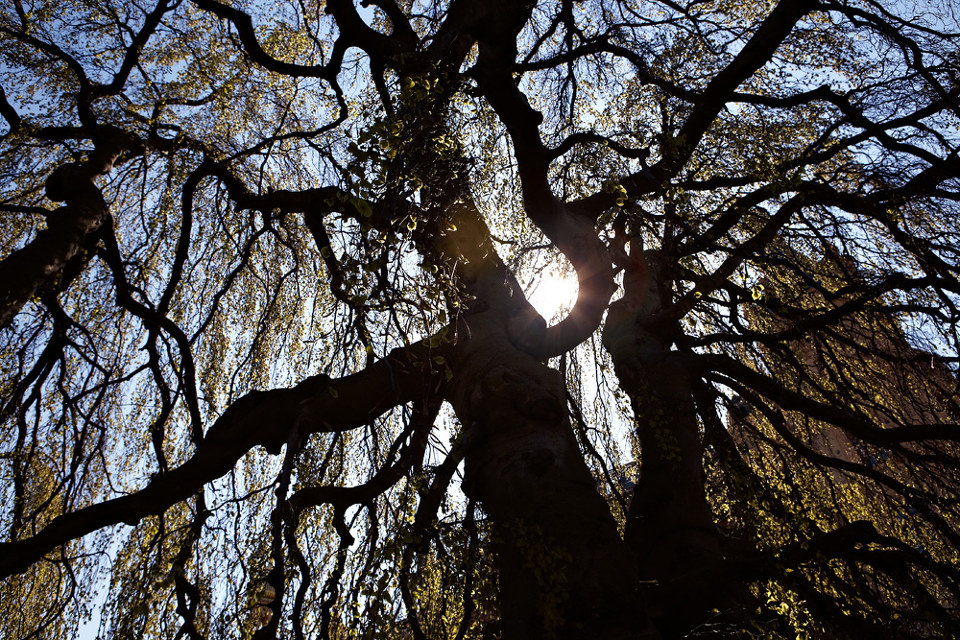 德国情侣树 br /> 原来各国都有