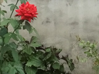5DDAC089-B83A-4A3D-A785-52040E254288/L0/001