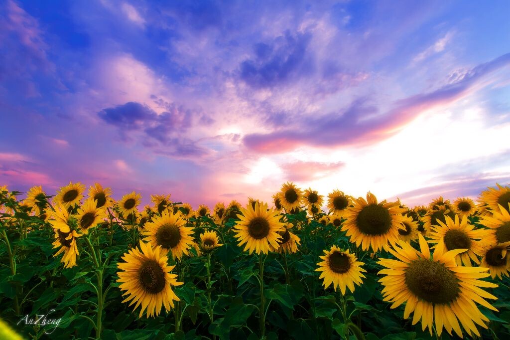 sunflower<br />
所得即所见，这就是家乡的力量。