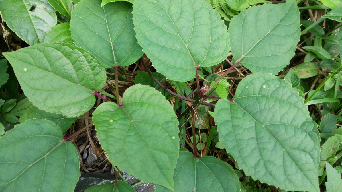 还未开花的臭牡丹