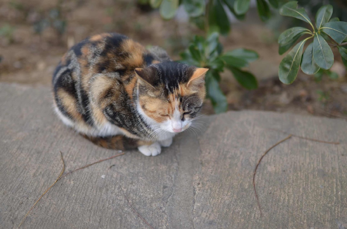 001 - 骑着小猪看夕阳 - 图虫摄影网