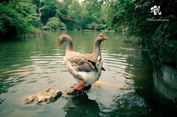 duck1