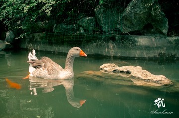 duck2