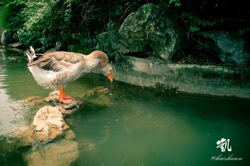 duck3