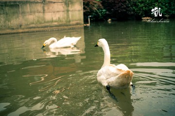duck5