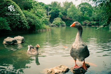 duck6