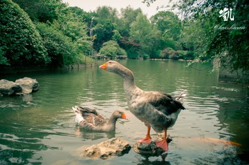 duck7