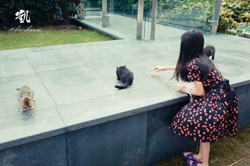 cat2