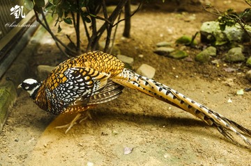 zhiji